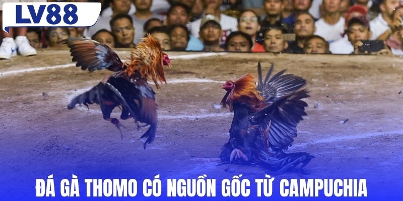 Đá gà Thomo có nguồn gốc từ Campuchia