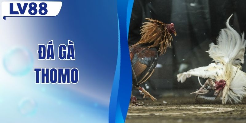 Đá Gà Thomo - Điểm Đến Của Những Trận So Tài Kịch Tính